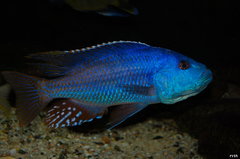 Więcej informacji o „nimbochromis fuscotaeniatus”