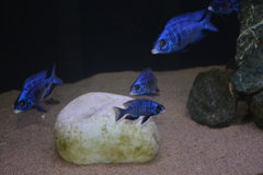 Placidochromis Mdoka x5