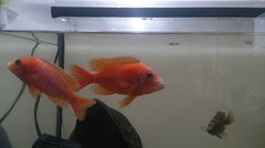 Więcej informacji o „Aulonocara fire fish.JPG”