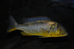 Więcej informacji o „buccochromis rhoadesii yellow”
