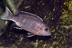 Pseudotropheus Elegans Ngara