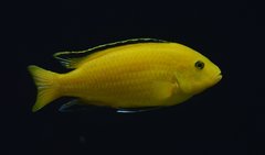 Labidochromis caeruleus