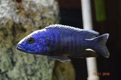 Sciaenochromis fryeri