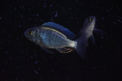 Copadichromis chrysonotus samiec około 11cm