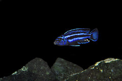 Pseudotropheus Cyaneorhabdos Maingano