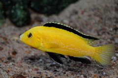Więcej informacji o „Labidochromis caeruleus - samiec 11 cm.”