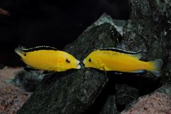 Więcej informacji o „Labidochromis caeruleus - walka dwóch dorosłych samców o dominację :)”