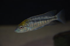 Mylochromis Plagiotaenia