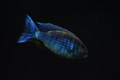 Copadichromis Chrysonotus