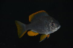 Copadichromis Borleyi Kadango