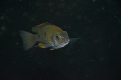 Copadichromis Borleyi Namalenje