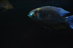 Copadichromis Chrysonotus