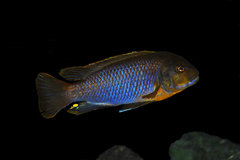 Iodotropheus sprengerae - samiec.