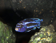 Pseudotropheus Cyaneorhabdos Maingano