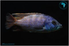 Placidochromis milomo