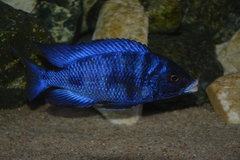 Placidochromis Mdoka