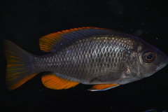 Copadichromis Borleyi Kadango