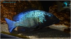 Fossorochromis rostratus