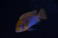 Iodotropheus sprengerae