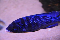 Placidochromis Mdoka