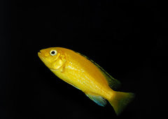 Labidochromis caeruleus "yellow"