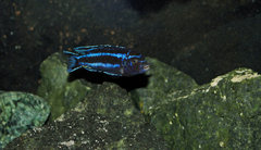 Pseudotropheus Cyaneorhabdos Maingano.