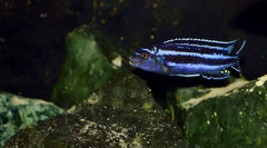 Pseudotropheus Cyaneorhabdos Maingano