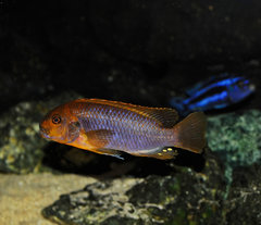 Iodotropheus sprengerae.