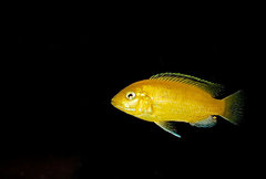 Labidochromis caeruleus "yellow".