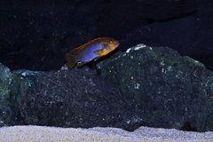 Iodotropheus sprengerae.