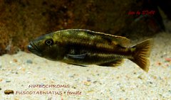 Więcej informacji o „Nimbochromis fuscotaeniatus - samica”