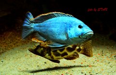 Więcej informacji o „Nimbochromis livingstonii podczas zalotów”