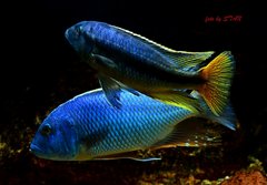 Buccochromis atritaeniatus i Taeniochromis holotaenia