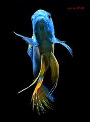 Więcej informacji o „Buccochromis atritaeniatus”