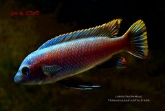 LABEOTROPHEUS TREWAVASAE  KATALE