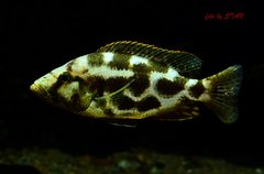Więcej informacji o „NImbochromis livingstonii - samica”