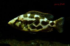 NImbochromis livingstonii - samica