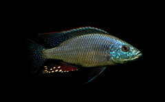 Więcej informacji o „Dimidiochromis strigatus”