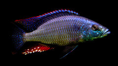 Więcej informacji o „Dimidiochromis strigatus”