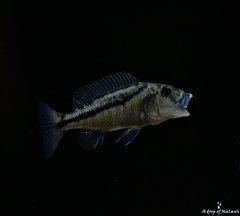 Aristochromis Christyi młody  samiec 9 -10 cm