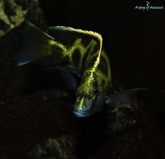 Więcej informacji o „Nimbochromis  Venustus  f1”