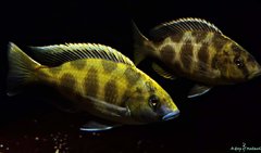 Nimbochromis Venustus f1