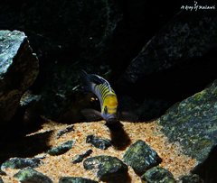 Cynotilapia Zebroides Cobue f1