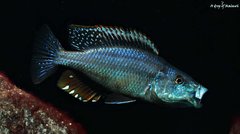 Więcej informacji o „Dimidiochromis Compressiceps   f1”
