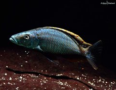 Dimidiochromis Compressiceps