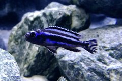 Więcej informacji o „Pseudotropheus Cyaneorhabdos Maingano”