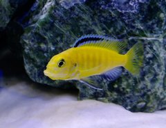 LABIDOCHROMIS CAERULEUS YELLOW