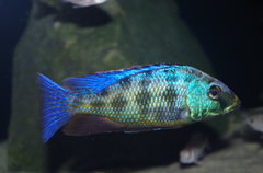 fossochromis rostratus samczyk