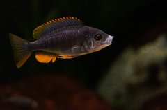 Copadichromis borleyi - samica ok 7 cm