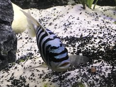 Metriaclima Fainzilberi  maison reef F1